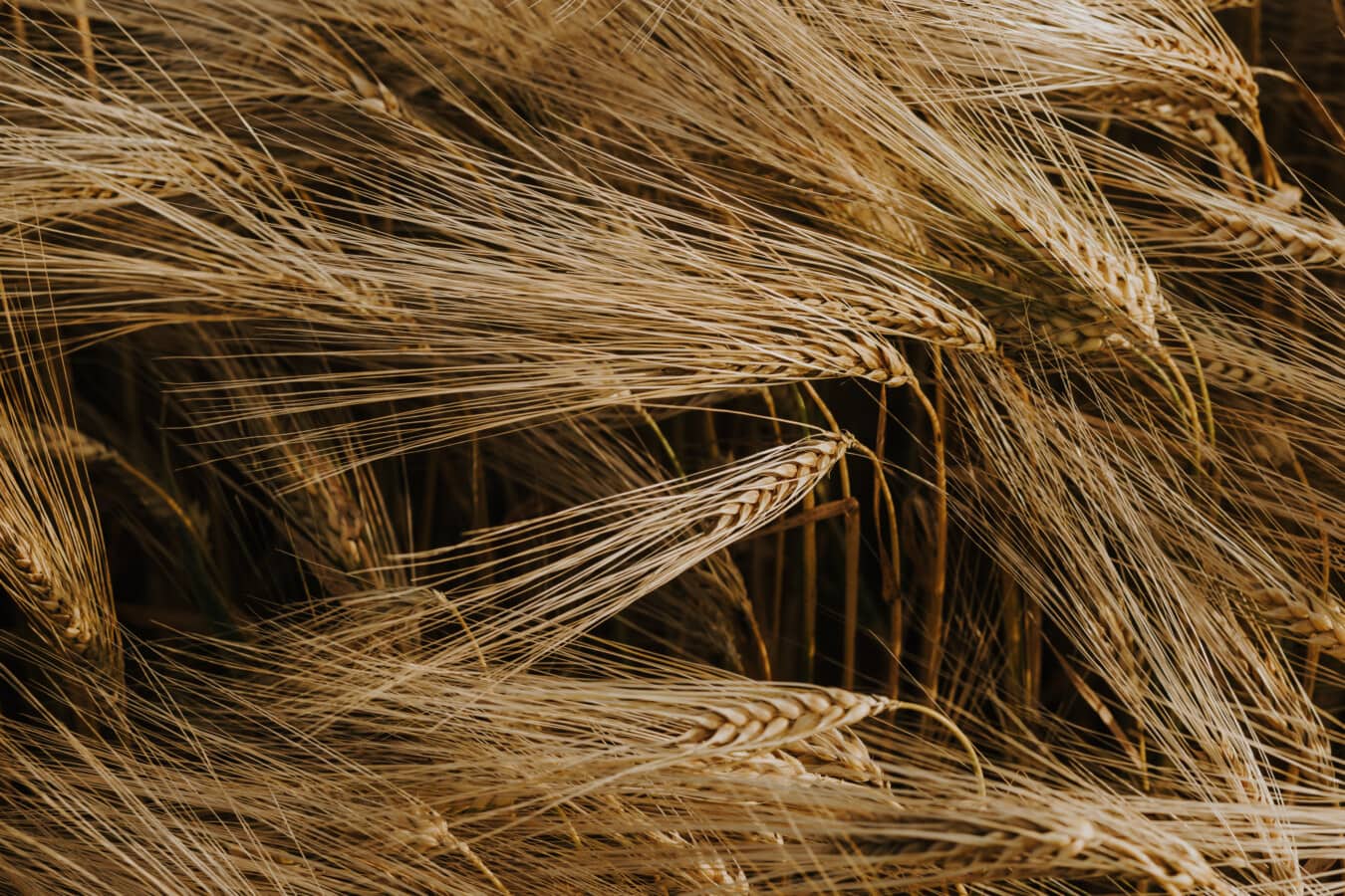 种子, 小麦, 稻草, 浅褐色, 中药, 干, 粮食, 麦片, 增长, 有机