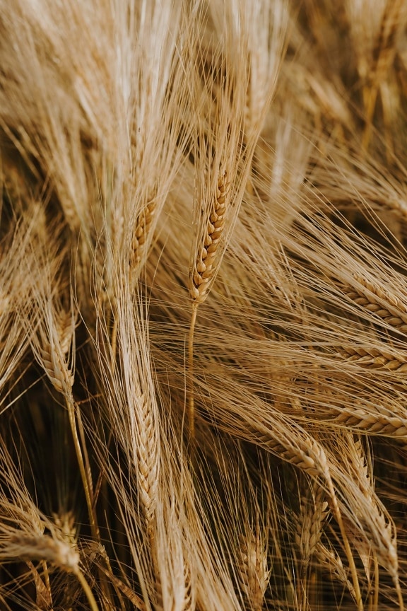 trigo, crescendo, campo de trigo, marrom claro, orgânicos, perto, sementes, plantação, campo, palha