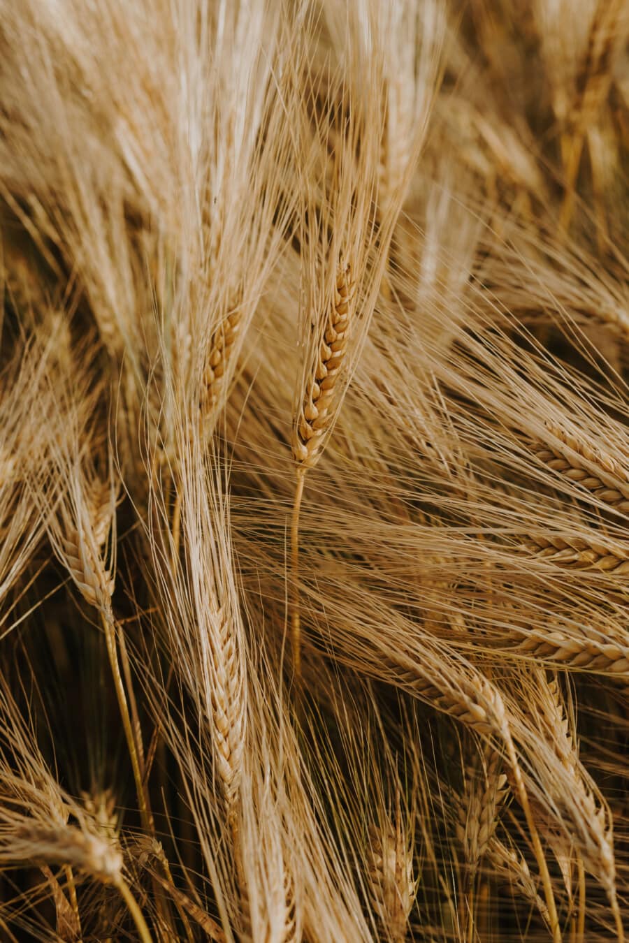blé, de plus en plus, champ de blé, brun clair, organique, fermer, semences, la plantation, domaine, paille