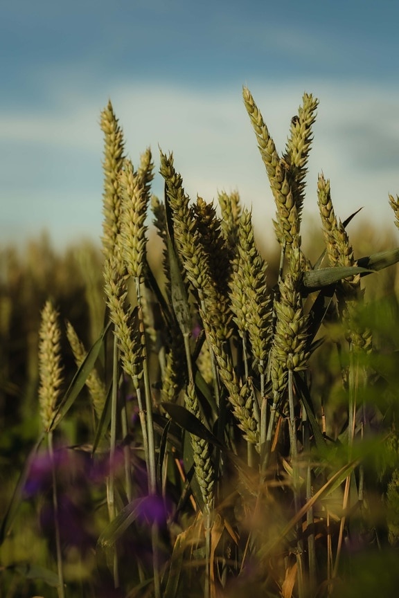пшеница, Грийн, едър план, слама, стволови, зелени листа, wheatfield, семе, зърнени култури, селско стопанство