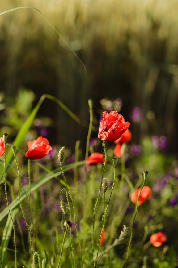 reddish, flowers, opium poppy, flowerpot, stem, meadow, spring, poppy, blossom, tulip
