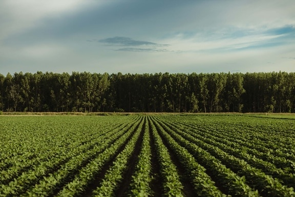 大豆, 大豆, 成長しています。, 平らな農地, プランテーション, 農業, 農地, 実稼働, 田園地帯, 農村