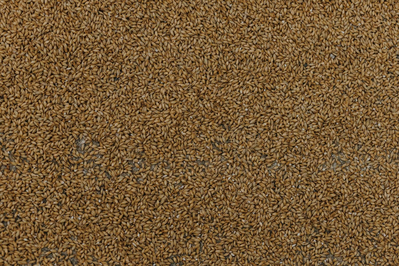 wheat, seed, herb, cereal, texture, pattern, surface, industry, dry, particle