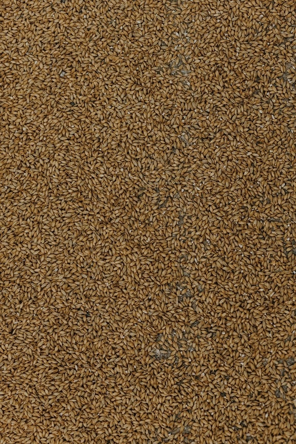 wheat, grain, seed, product, agriculture, pattern, surface, texture, dry, particle