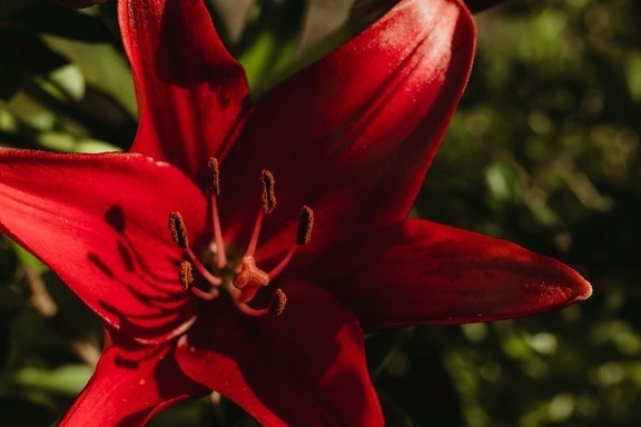 Amaryllis, mørk rød, kronblad, pollen, støvbærere, fotografi, makro, nært hold, kronblad, natur
