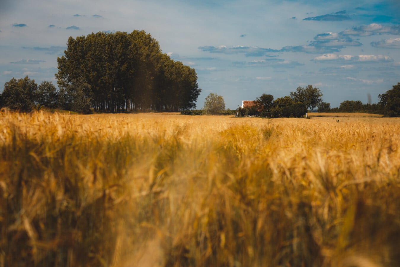 Пшеница, сельскохозяйственные угодья, ферма, летнее время, Сельский дом, Пшеничное поле, золотой блеск, сельское хозяйство, лето, сельских районах