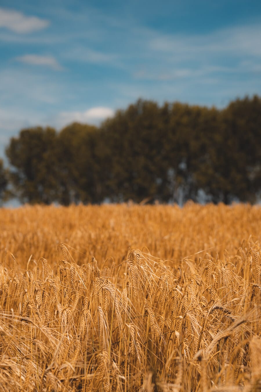 золотой блеск, Пшеничное поле, плоское поле, поле, сельского хозяйства, сельское хозяйство, органические, производство, зерно, сельское хозяйство