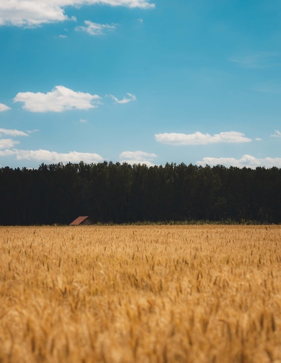 밀, wheatfield, 농업, 평지, 성장, 농지, 농장, 농업, 여름 시즌, 자연