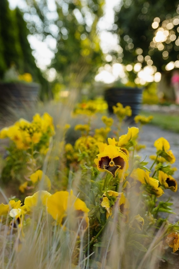 цветя, жълтеникаво-кафява, задния двор, градина, тревни растения, растителна, природата, жълто, билка, цвете