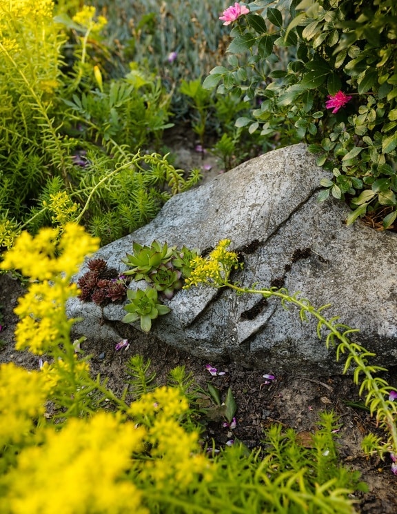 grande, piedra, hierba, tierra, flores, follaje, planta, naturaleza, flor, al aire libre
