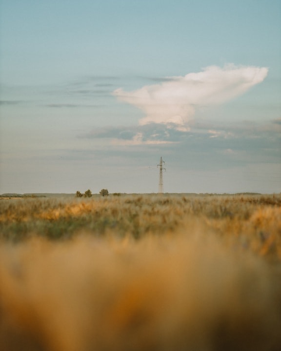distance, pylon, electricity, flat field, wheatfield, atmosphere, wheat, clouds, landscape, nature
