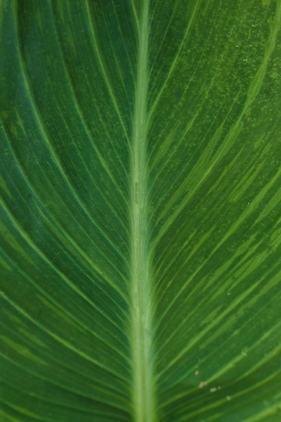 μεγάλο, πράσινο φύλλο, μακροεντολή, από κοντά, φωτομικρογράφο, λεπτομέρειες, φλέβα, πρασινοκίτρινο, φύλλο, φύση