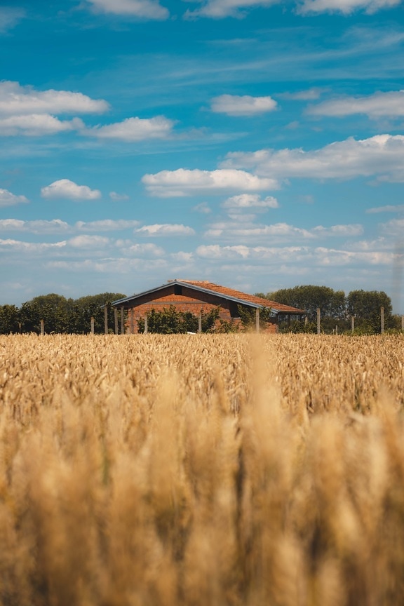 селска къща, ферма, земеделска земя, пшеница, wheatfield, летен сезон, равно поле, хубаво време, селски, поле