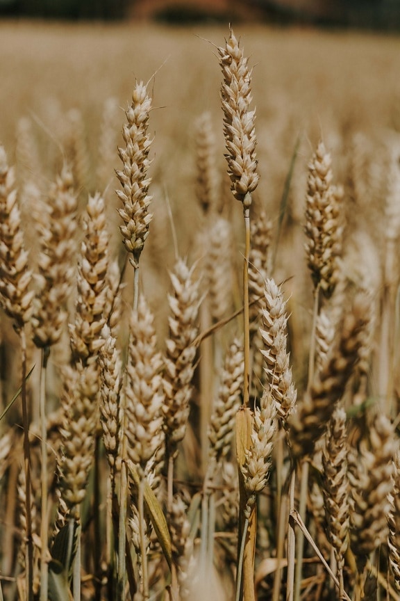 semeno, pšenice, sláma, kmen, zrno, sklizeň, obilnina, zblízka, pšeničné pole, zemědělství