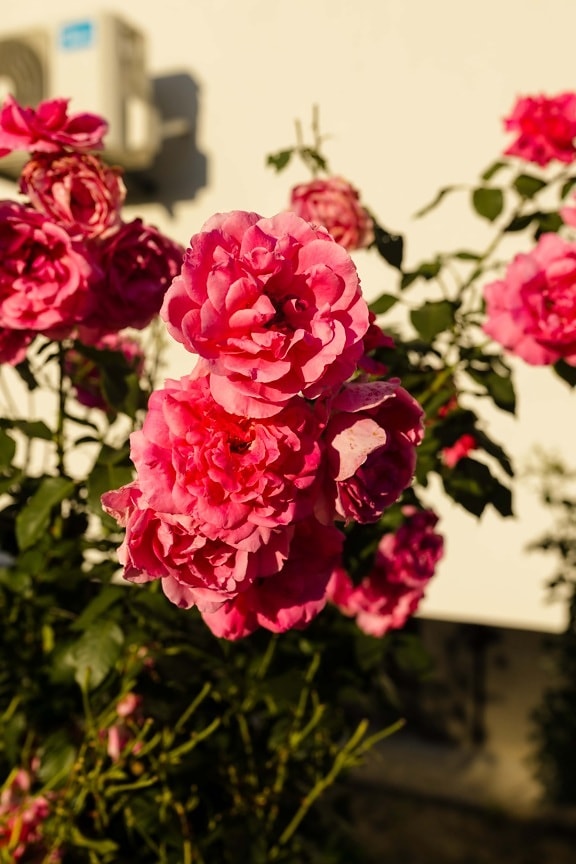 розы, розоватый, яркий, цветочный сад, садоводство, роза, лепесток, кустарник, завод, цвести