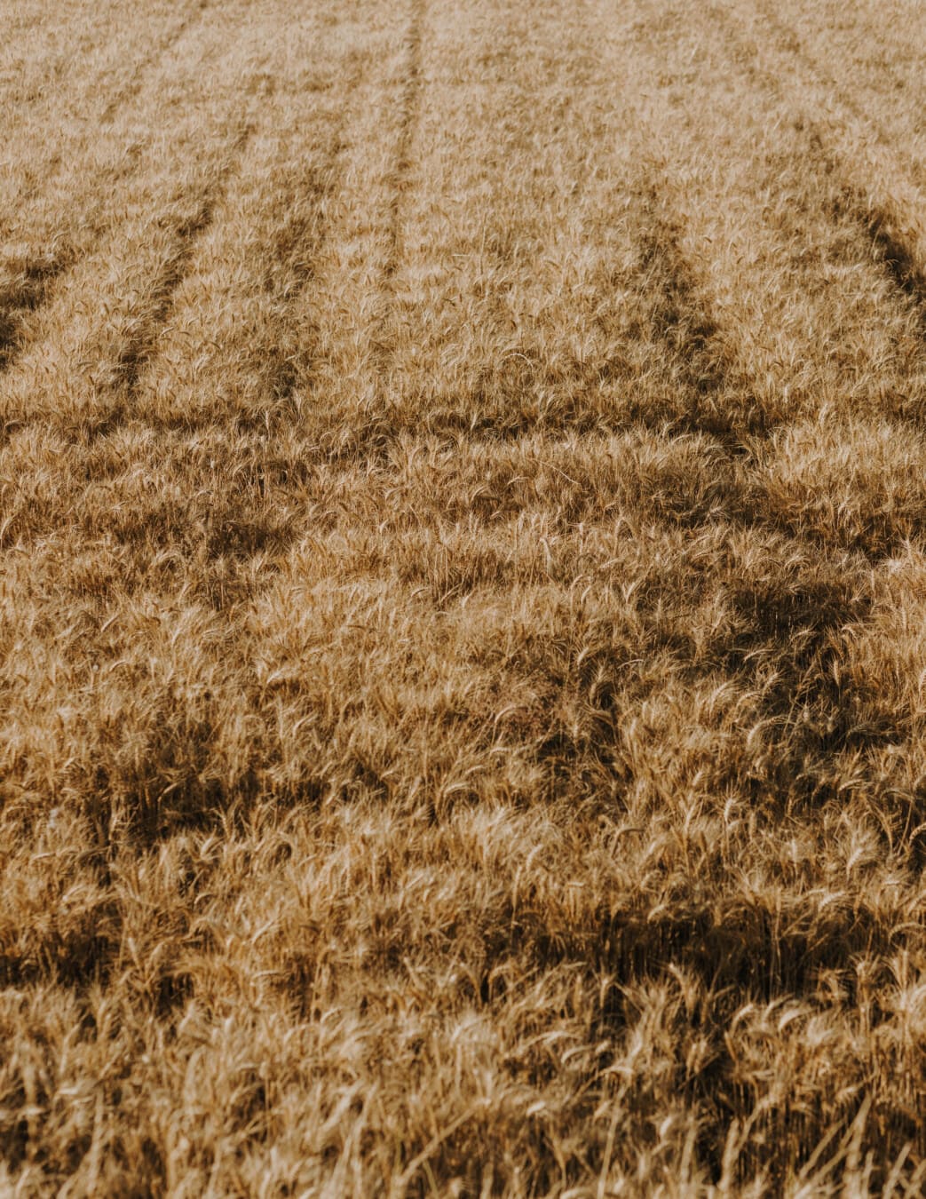 flat field, farmland, barley, organic, agriculture, production, field, straw, rural, cereal