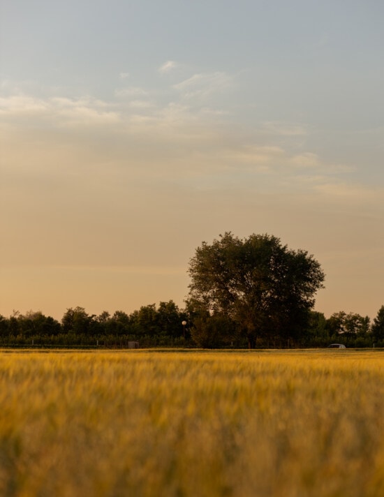 farmland, wheatfield, evening, flat field, field, rural, wheat, agriculture, sunset, landscape