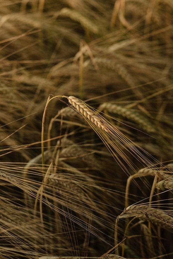 Wheatfield, vete, spannmål, Grain, fältet, halm, jordbruk, frö, landsbygdens, torr