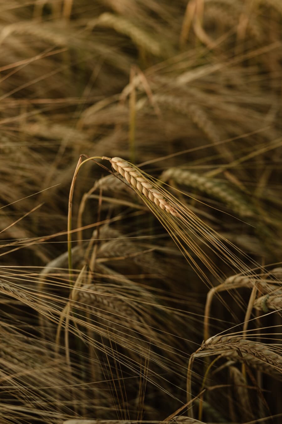 Wheatfield, trigo, cereales, grano, campo, paja de, agricultura, semilla, rural, seco