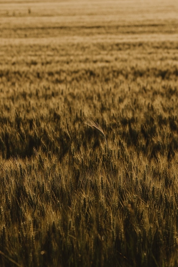 grain, wheat, wheatfield, stem, seed, straw, summer, cereal, field, agriculture