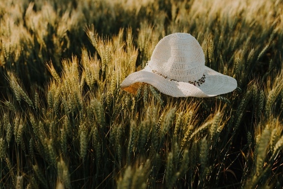hat, white, wheat, wheatfield, jute, straw, cereal, vegetable, field, outdoors