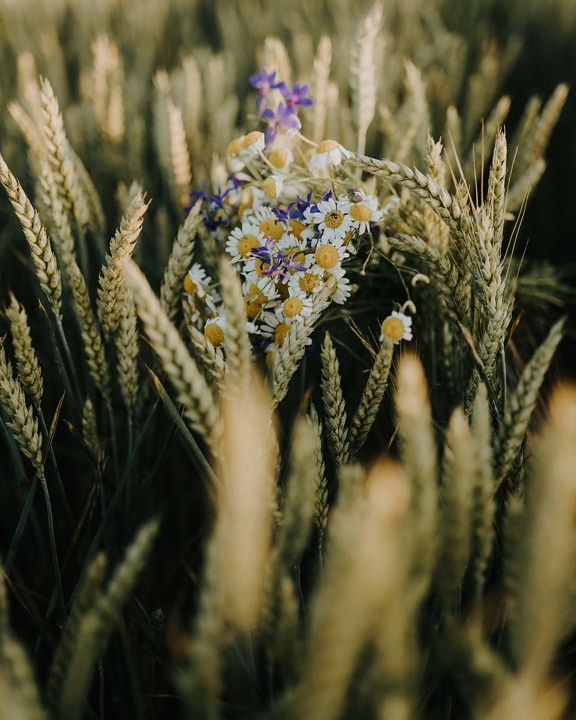 Wheatfield, trigo, hojas verdes, manzanilla, flores silvestres, agricultura, campo plano, cereales, planta, naturaleza