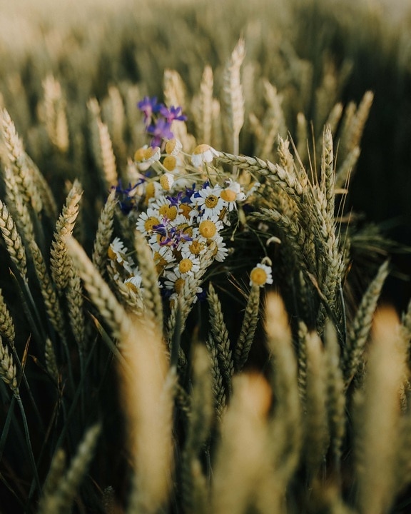flores, camomila, campo de trigo, flores silvestres, perto, sementes, grão, trigo, campo, natureza