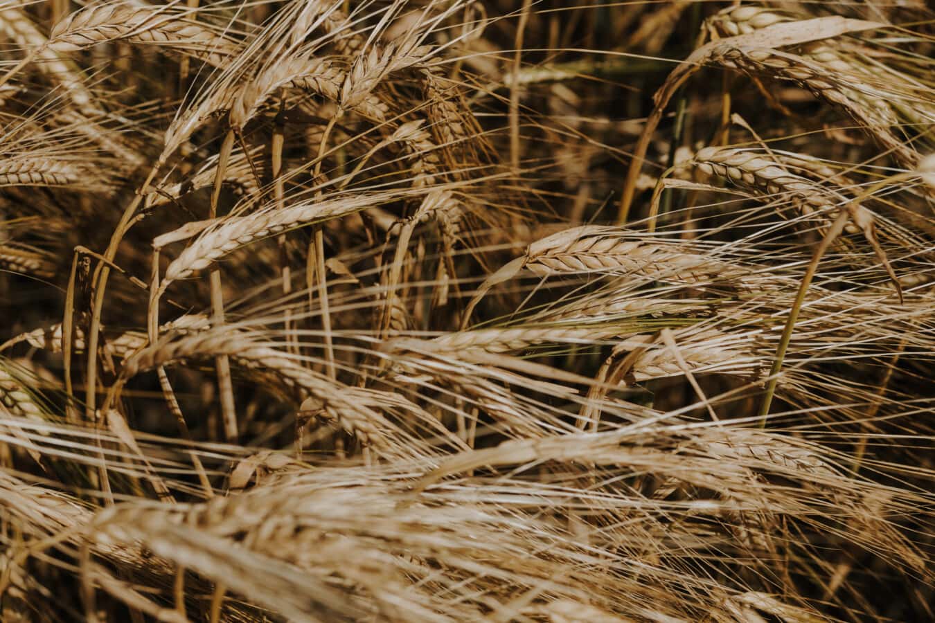 Пшеничное поле, семя, солома, крупным планом, Пшеница, зерновые, сухой сезон, зерно, лето, хлеб