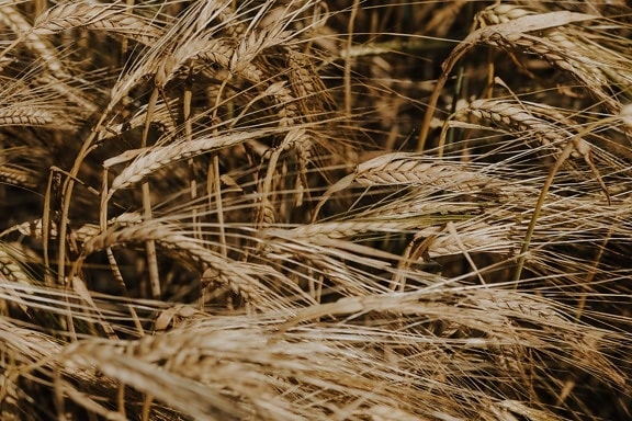 Wheatfield, siemenet, olki, lähietäisyydeltä, vehnä, viljan, kuiva kausi, viljan, kesällä, leipä