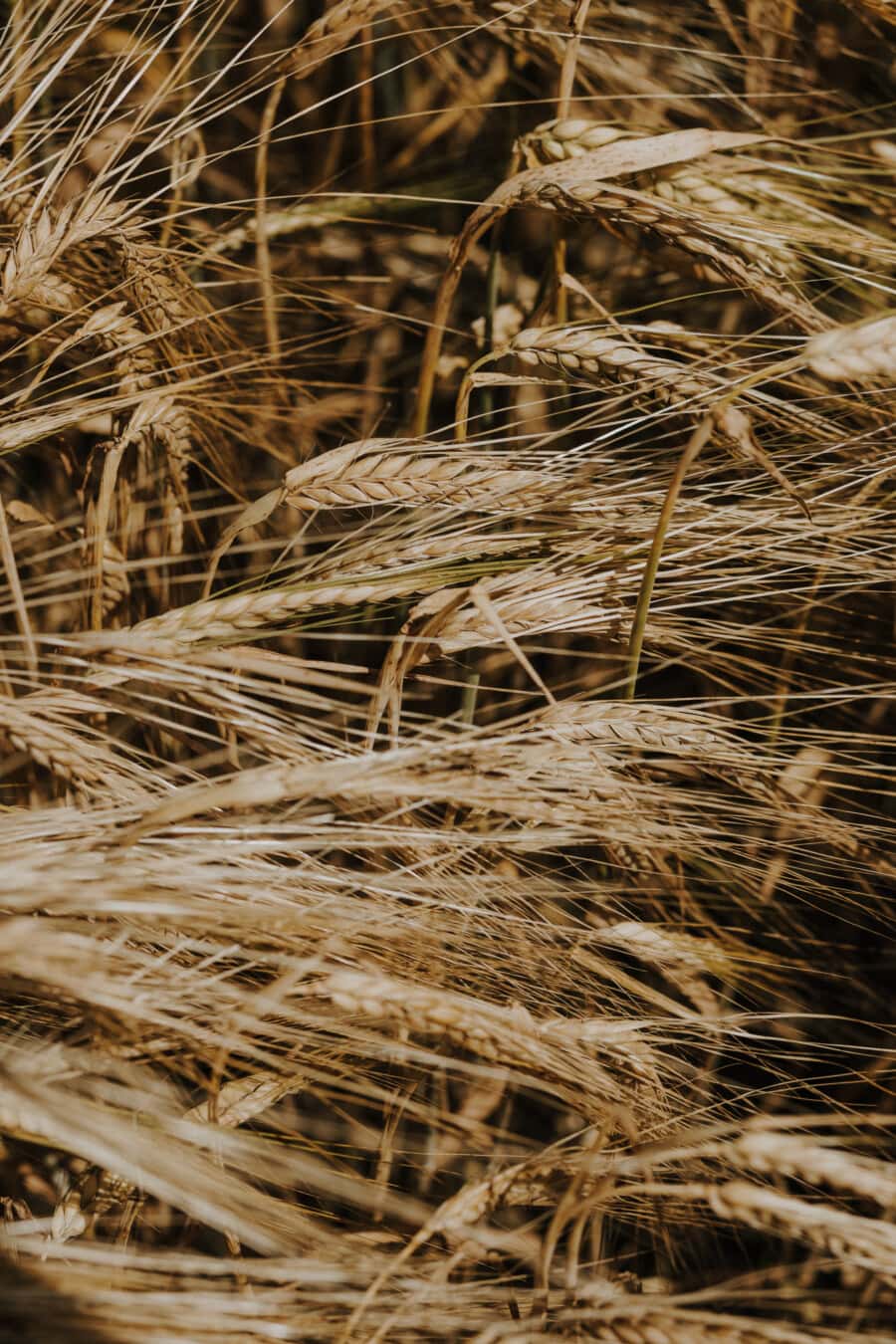 dry, wheatfield, seed, wheat, straw, cereal, agriculture, nature, farmland, farming