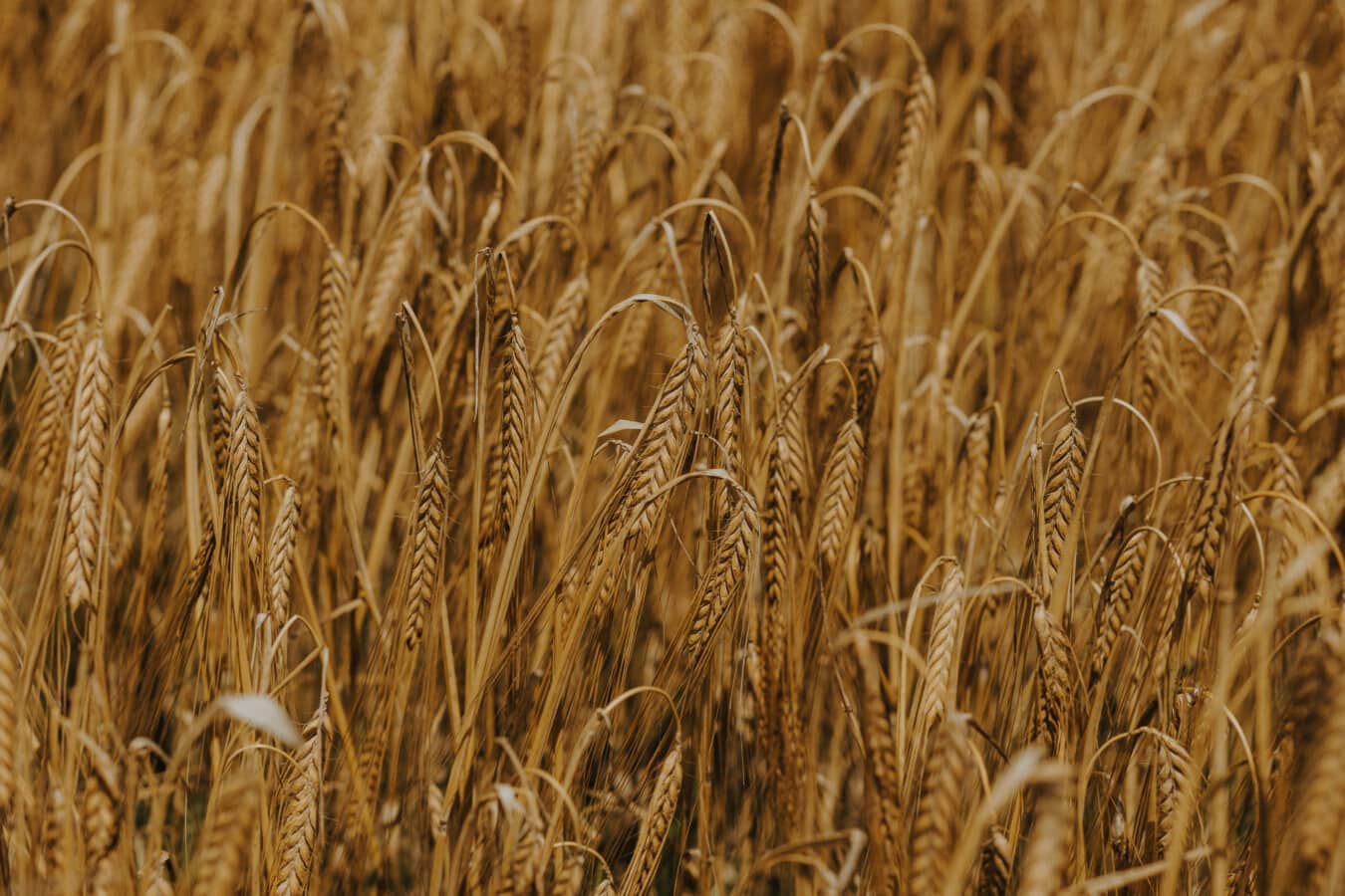 gouden gloed, Korenveld, tarwe, graan, zaad, stro, granen, droge seizoen, vlak veld, platteland