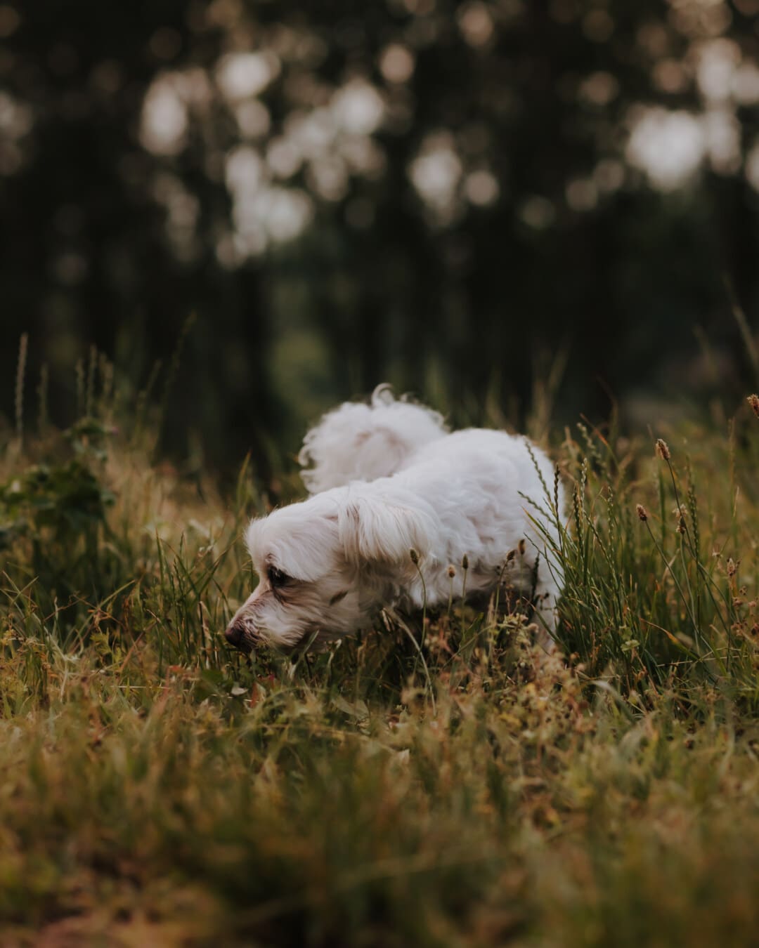 divan, pas, bijela, minijaturno, trava biljka, štene, trava, ljubimac, na otvorenom, životinja