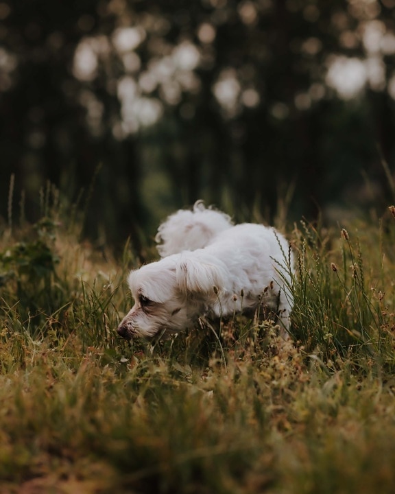 adorabile, cane, bianco, in miniatura, piante di erba, cucciolo, erba, animale domestico, tempo libero, animale