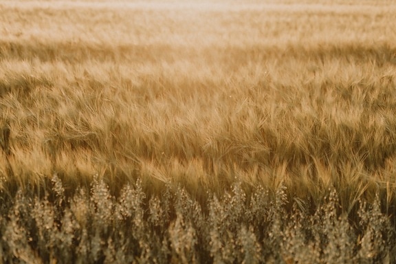 sunshine, sunrays, bright, wheat, wheatfield, agriculture, flat field, cereal, rural, straw
