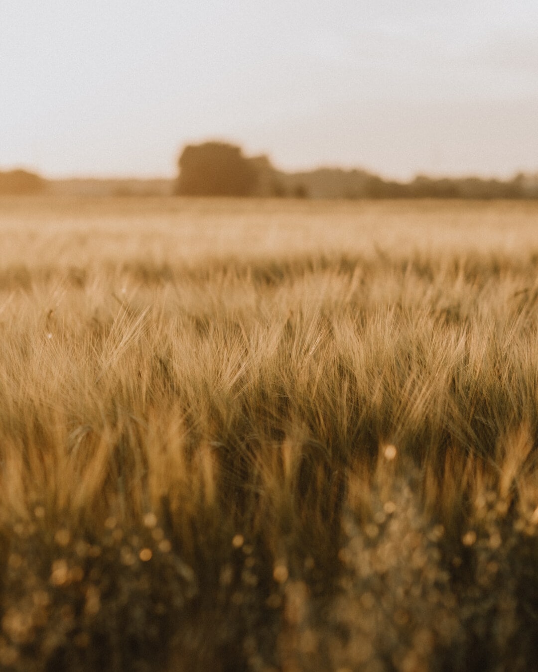 flat field, wheatfield, grain, barley, sunny, agriculture, cereal, landscape, rural, summer
