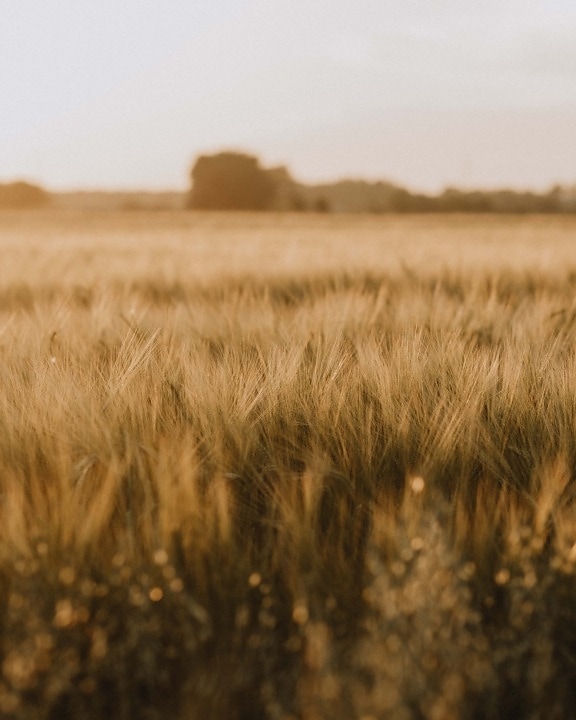campo plano, campo de trigo, grão, cevada, ensolarado, agricultura, cereais, paisagem, rural, verão