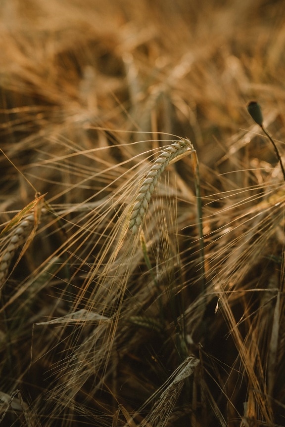palha, perto, trigo, campo de trigo, erva, haste, crescendo, rural, cereais, grão