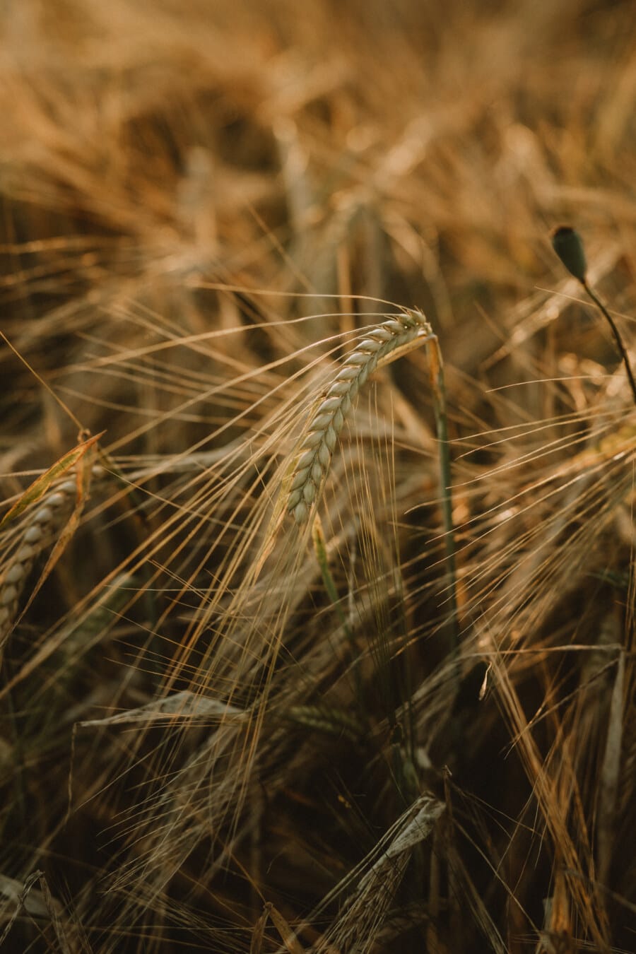 straw, close-up, wheat, wheatfield, herb, stem, growing, rural, cereal, grain