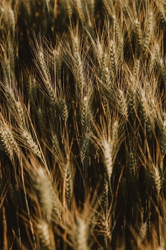 grão, campo de trigo, trigo, agricultura, crescendo, palha, campo, cereais, rural, sementes