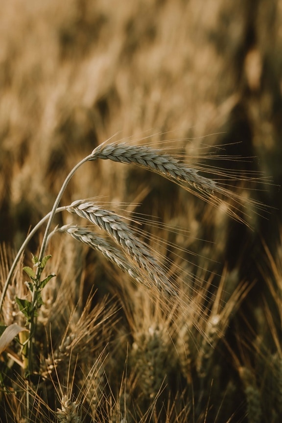稻草, 近距离, 干细胞, 种子, 小麦, 粮食, 增长, 农业, 生产, 字段