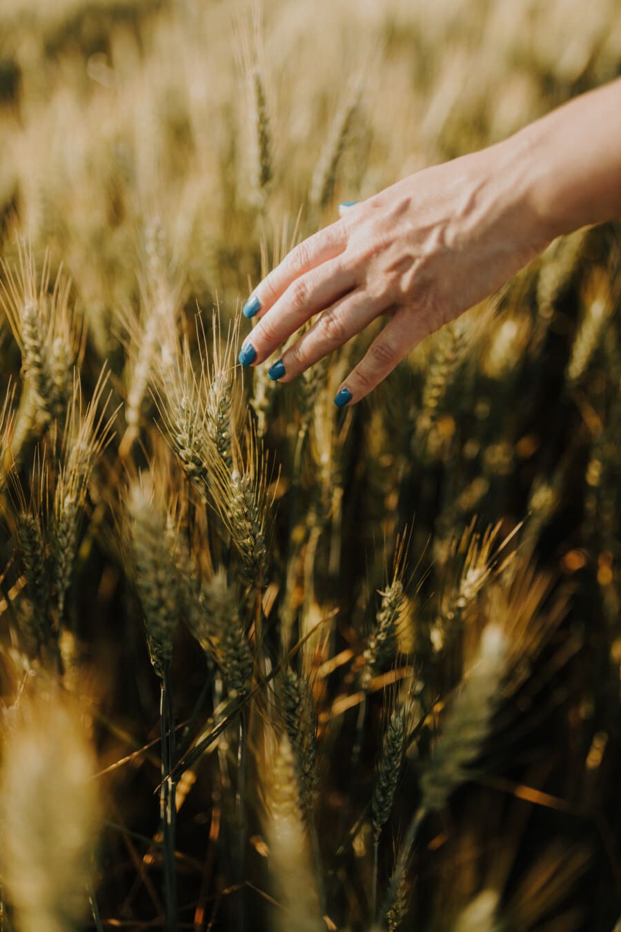 hand, woman, wheat, wheatfield, touch, cereal, agriculture, grain, field, straw