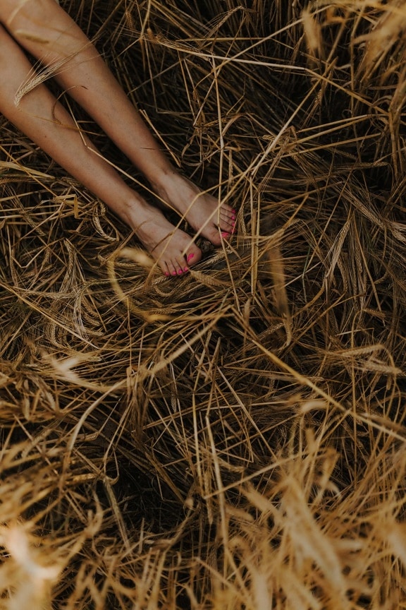 yalınayak, ayak, kadın, bacaklar, buğday, Wheatfield, alan, doğa, güzel, kuru