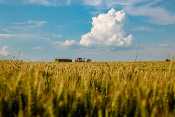 Harvest, campo de trigo, trabajo de campo, tractor, tierras de cultivo, verano, idílico, campo, rural, paisaje
