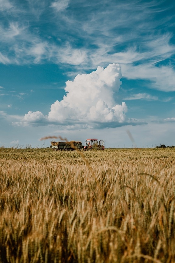wheatfield, wheat, harvest, tractor, agriculture, grain, production, organic, landscape, rural