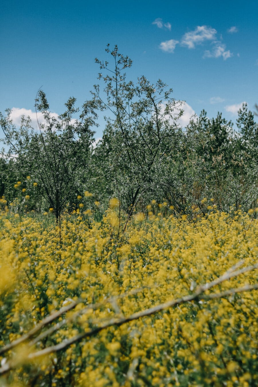 forest, young, bushes, spring time, yellowish, rapeseed, flower, tree, shrub, landscape