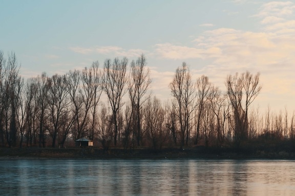 dusk, riverbank, water level, frozen, cold water, frost, cold, lake, water, tree