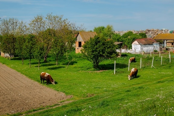 Landwirtschaft, des ländlichen Raums, Verschmutzung, Weiden, Kühe, Vieh, Bauernhof, Scheune, Gras, Kuh