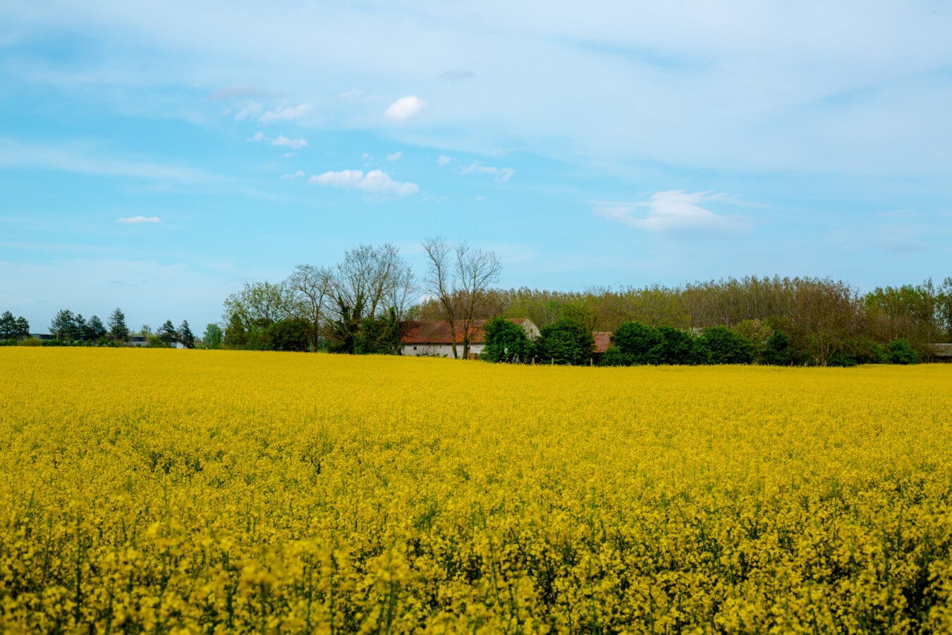 semilla de colza, tiempo de primavera, campo plano, amarillo, casa de campo, tierras de cultivo, granja, agricultura, campo, paisaje