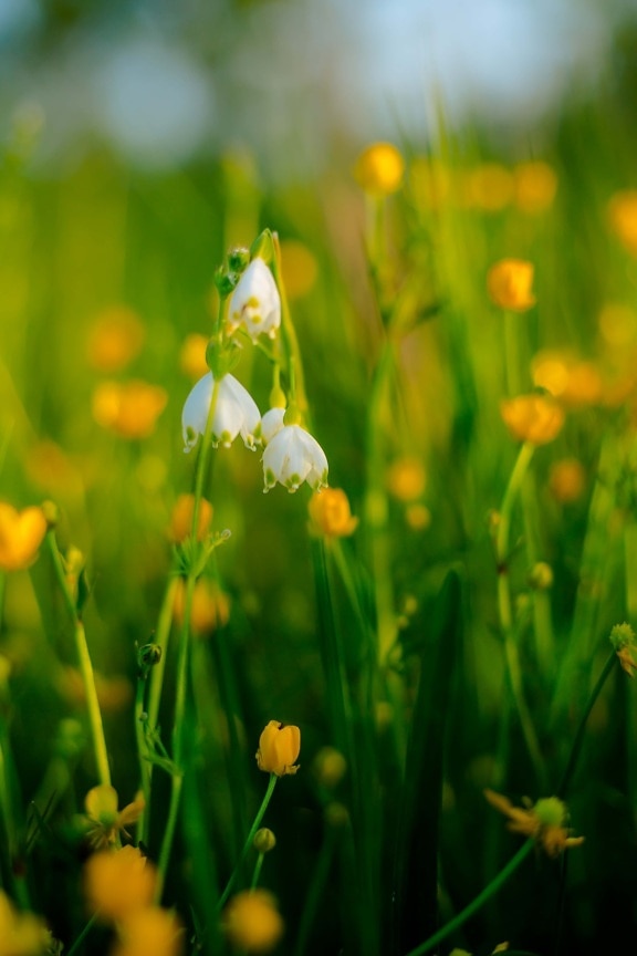 Біла квітка, дика квітка, близьким, трав'янисті, рослини трави, луговий, трава, рослина, завод, весна