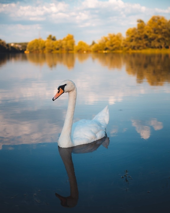 swan, young, curious, bird, water, lake, reflection, nature, purity, swimming